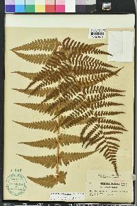 Dryopteris ludoviciana image