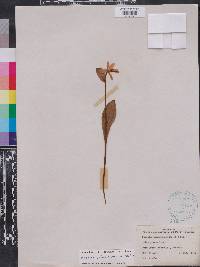 Pogonia ophioglossoides image