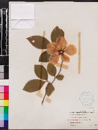 Stewartia malacodendron image