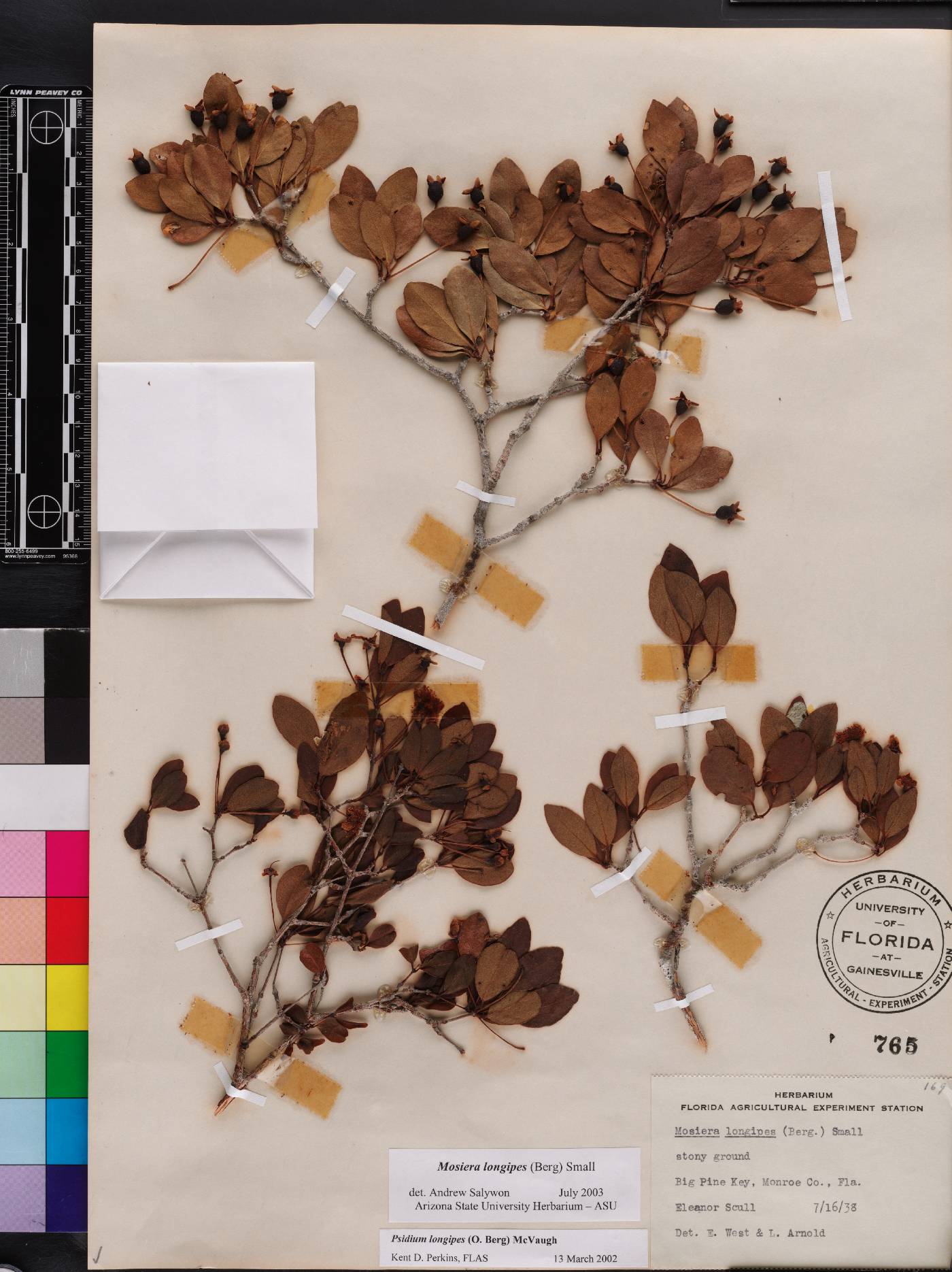 Mosiera longipes image