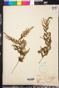 Hymenophyllum dilatatum image