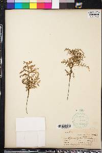 Hymenophyllum australe image