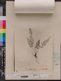 Asplenium auritum image
