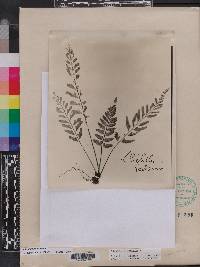 Asplenium auritum image