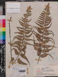 Asplenium auritum image