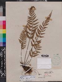 Asplenium auritum image