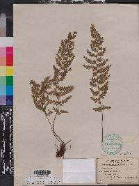 Asplenium curtissii image
