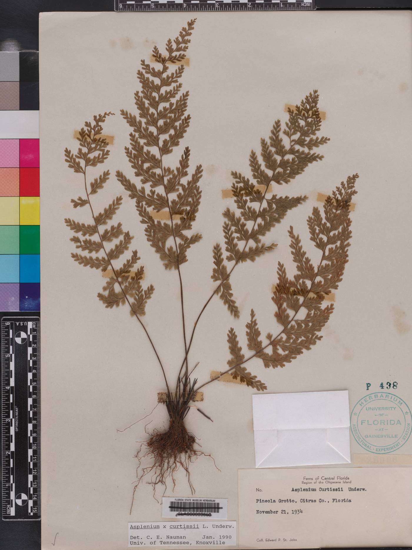 Asplenium curtissii image