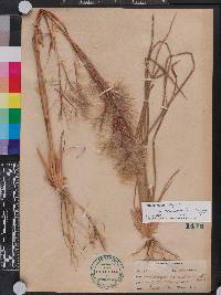 Andropogon glomeratus image