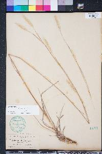 Andropogon ternarius image