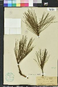 Pinus echinata image