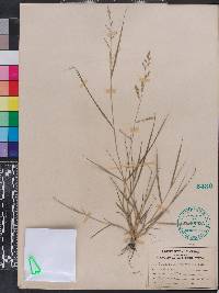 Eragrostis cumingii image