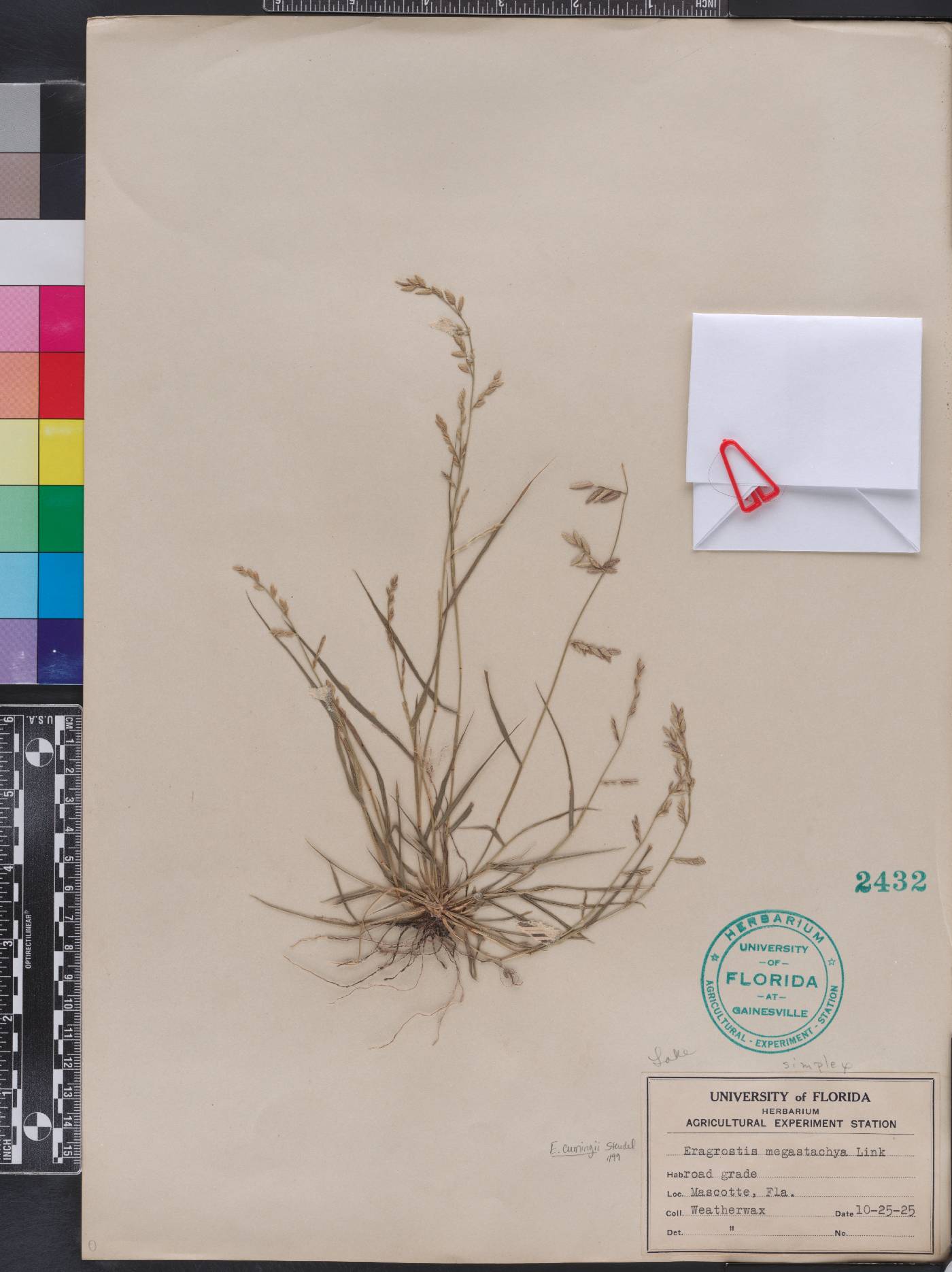 Eragrostis cumingii image