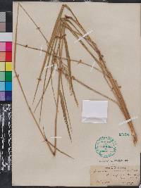 Eriochloa michauxii image