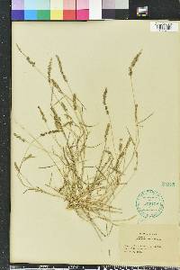 Eragrostis ciliaris image