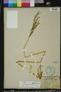 Paspalum malacophyllum image
