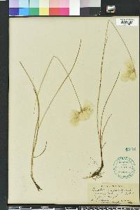 Eriophorum gracile image