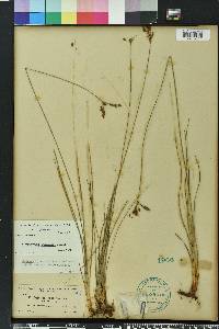 Fimbristylis puberula image