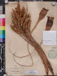 Tillandsia fasciculata image