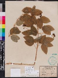 Smilax lasioneura image