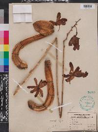 Schomburgkia tibicinis image