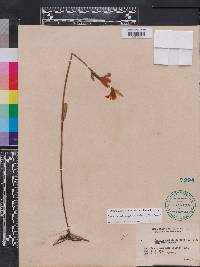 Pogonia ophioglossoides image