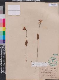 Pogonia ophioglossoides image