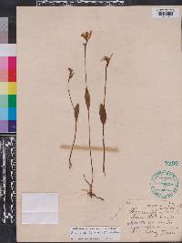 Pogonia ophioglossoides image