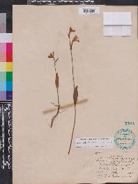 Pogonia ophioglossoides image