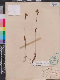 Pogonia ophioglossoides image