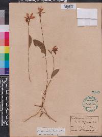 Pogonia ophioglossoides image