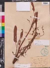 Rumex pulcher image