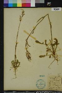 Rumex hastatulus image