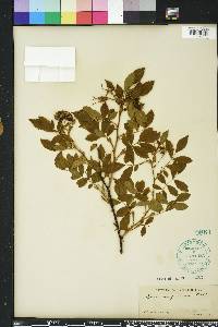 Rosa virginiana image