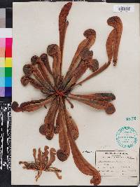 Sarracenia psittacina image