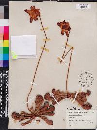 Sarracenia psittacina image