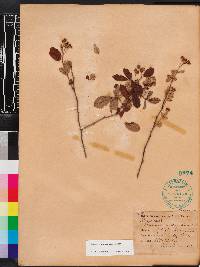 Rubus cuneifolius image