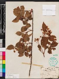 Rubus argutus image
