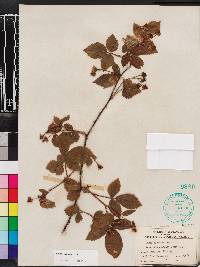 Rubus argutus image