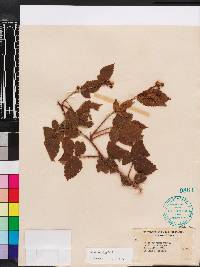 Rubus argutus image