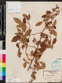 Rubus argutus image