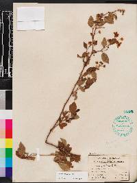 Rubus argutus image