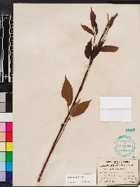 Rubus argutus image
