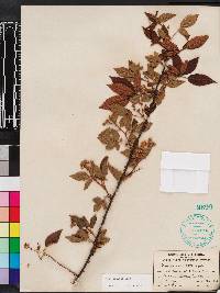 Rubus argutus image