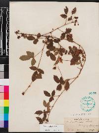 Rubus trivialis image