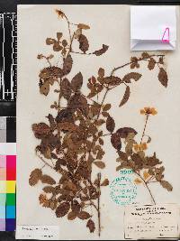 Rubus trivialis image