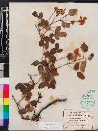 Rubus trivialis image