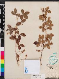 Rubus trivialis image