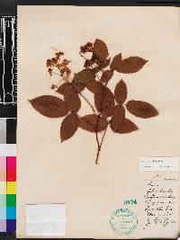 Rubus argutus image