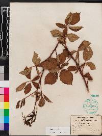 Rubus trivialis image